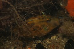 Meuschenia hippocrepis