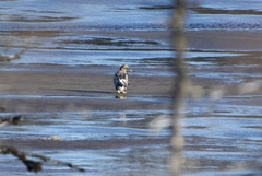 Haliaeetus pelagicus