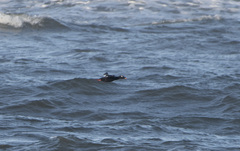 Melanitta stejnegeri