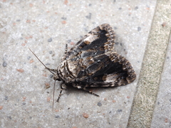 Anacronicta caliginea