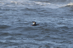 Melanitta stejnegeri