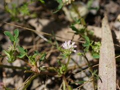 Trifolium tomentosum