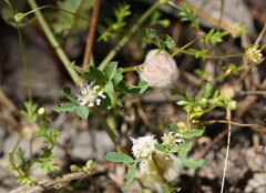 Trifolium tomentosum
