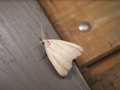 Stenhypena nigripuncta