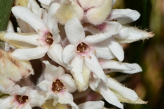 Milligania densiflora