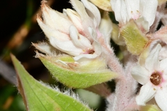 Milligania densiflora