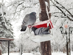 Columba livia domestica