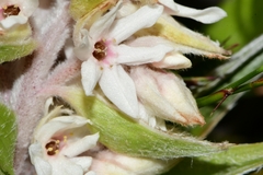 Milligania densiflora
