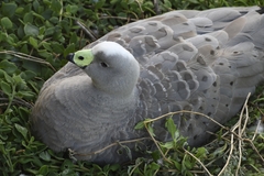 Cereopsis novaehollandiae