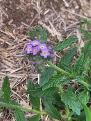 Heliotropium amplexicaule