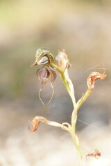 Pterostylis cheraphila
