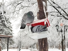 Columba livia domestica