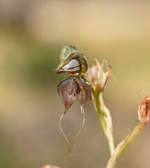 Pterostylis cheraphila