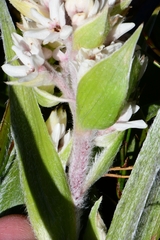Milligania densiflora