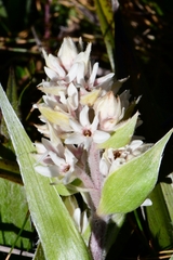Milligania densiflora