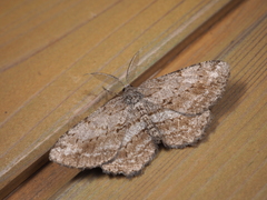 Hypomecis crassestrigata