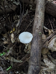 Oudemansiella australis
