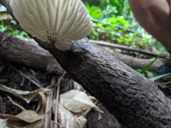 Oudemansiella australis