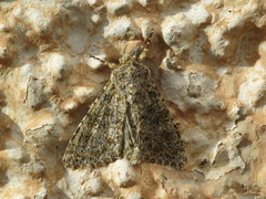 Polymixis flavicincta