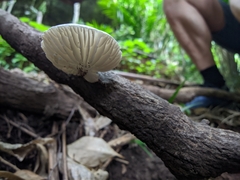 Oudemansiella australis