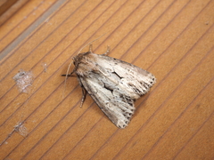 Xylomoia fusei