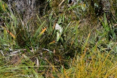 Milligania densiflora