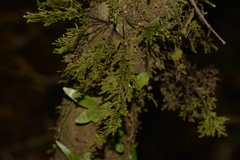 Pterobryaceae