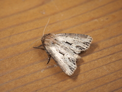 Xylomoia fusei
