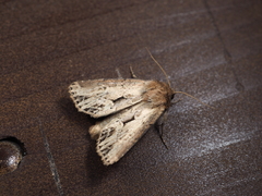 Xylomoia fusei