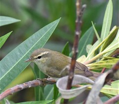 Phylloscopus trochiloides