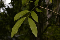 Anthocarapa nitidula