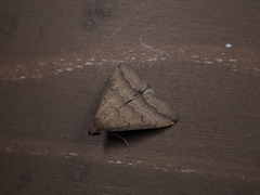 Zanclognatha violacealis