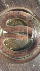 Atractus