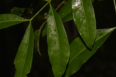 Anthocarapa nitidula