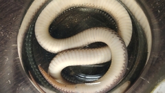 Atractus
