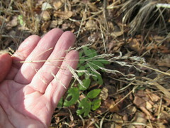 Poa palustris