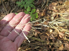 Poa palustris