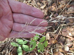 Poa palustris