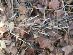 Poa palustris