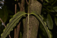 Anthocarapa nitidula