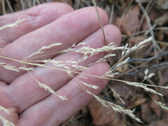 Poa palustris
