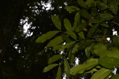 Anthocarapa nitidula