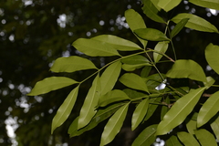 Anthocarapa nitidula