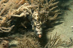 Scobinichthys granulatus