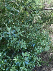 Pittosporum crassifolium