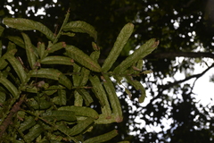 Hicksbeachia pinnatifolia