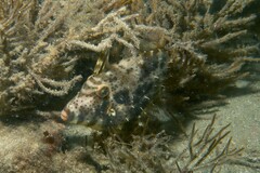 Scobinichthys granulatus