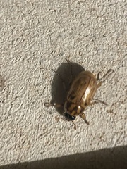 Cyclocephala signaticollis