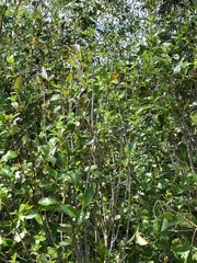 Coprosma robusta