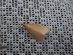 Sclerocona acutellus